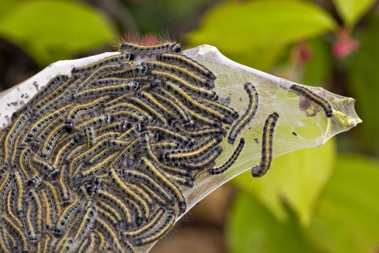 Những điều thú vị sẽ làm bạn ngạc nhiên về sâu bướm - Thegioidongvat.Co: Khám phá thế giới động vật đầy màu sắc