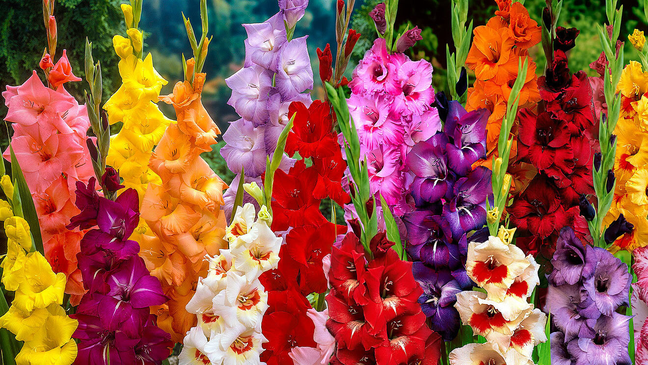 Ý Nghĩa Hoa Lay Ơn ( Hoa Dơn)