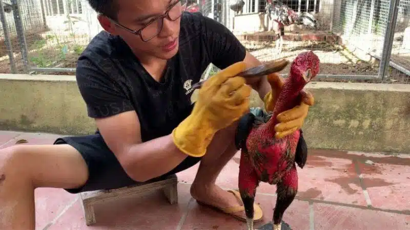 Sư kê đang tiến hành quét nghệ lên vùng cổ và ngực cho gà chọi